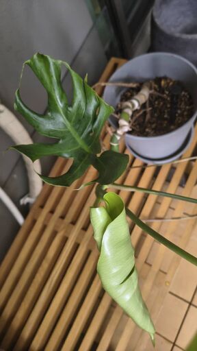 大型モンステラ 陶器鉢・受け皿つき 観葉植物の写真2枚目