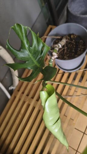 大型モンステラ 陶器鉢・受け皿つき 観葉植物の写真2枚目