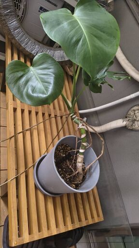 大型モンステラ 陶器鉢・受け皿つき 観葉植物の写真3枚目