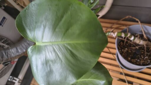 大型モンステラ 陶器鉢・受け皿つき 観葉植物の写真4枚目