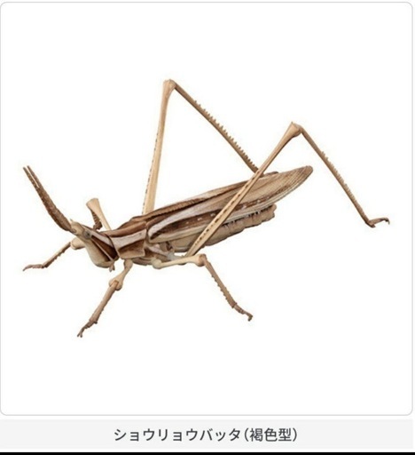 【新品未開封/3割引】いきもの大図鑑アドバンスオオカマキリとショウリョウバッタの写真3枚目