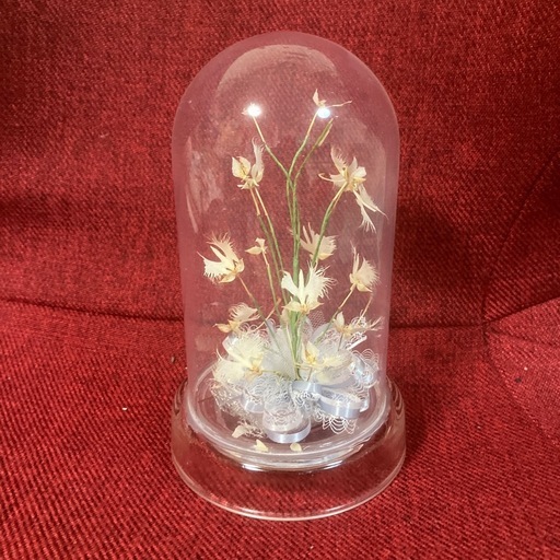 さぎ草 ガラスドーム