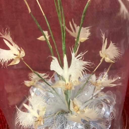 さぎ草 ガラスドームの写真2枚目