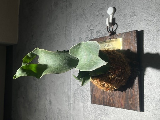 【観葉植物】人気のビカクシダギンカ　GOLDプレート付き🉐板付け済み✨✨の写真2枚目