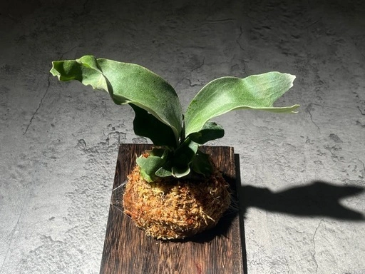 【観葉植物】人気のビカクシダギンカ GOLDプレート付き🉐板付け済み✨✨の写真4枚目