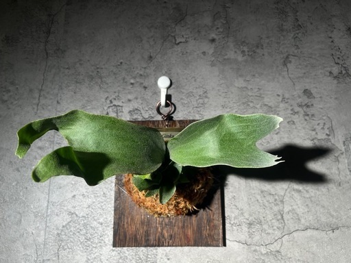 【観葉植物】人気のビカクシダギンカ　GOLDプレート付き🉐板付け済み✨✨の写真5枚目