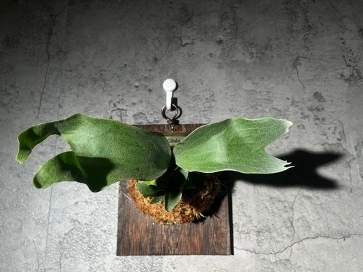 【観葉植物】人気のビカクシダギンカ GOLDプレート付き🉐板付け済み✨✨の写真5枚目