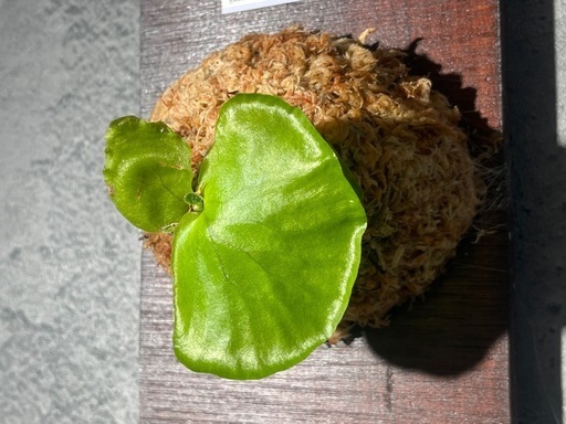 【観葉植物】ビカクシダコロナリウム板付け　#1
