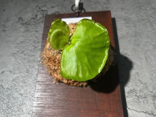 【観葉植物】ビカクシダコロナリウム板付け　#1の写真2枚目