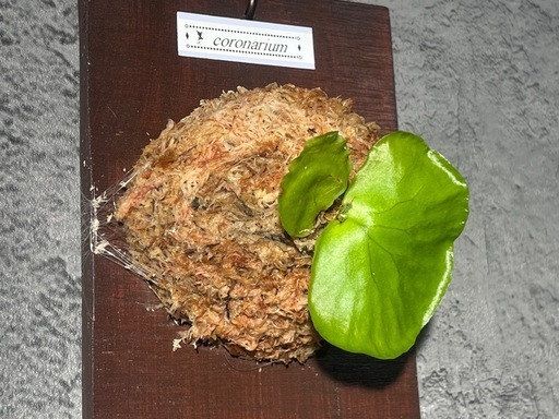 【観葉植物】ビカクシダコロナリウム板付け　#1の写真3枚目