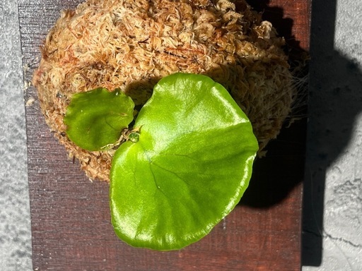 【観葉植物】ビカクシダコロナリウム板付け　#1の写真5枚目