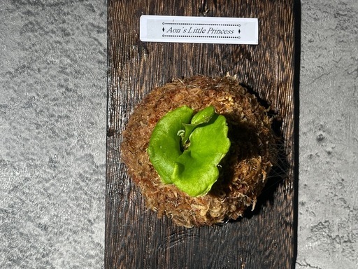 【観葉植物】✨珍しいく人気の品種✨ビカクシダリトルプリンセス板付け