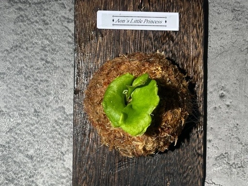 【観葉植物】✨珍しいく人気の品種✨ビカクシダリトルプリンセス板付け