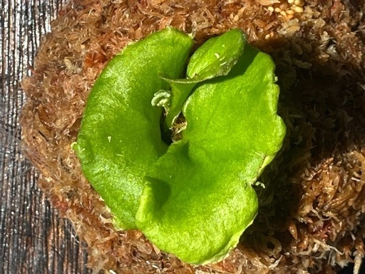 【観葉植物】✨珍しいく人気の品種✨ビカクシダリトルプリンセス板付けの写真2枚目