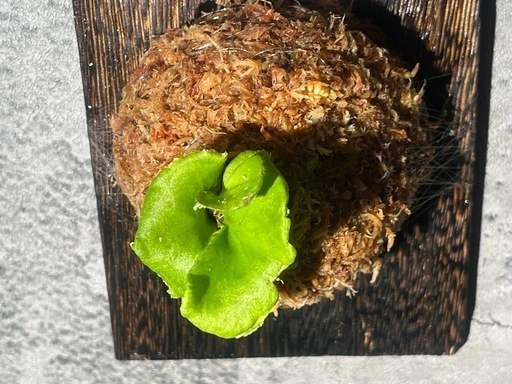 【観葉植物】✨珍しいく人気の品種✨ビカクシダリトルプリンセス板付けの写真3枚目