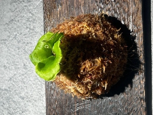 【観葉植物】✨珍しいく人気の品種✨ビカクシダリトルプリンセス板付けの写真4枚目