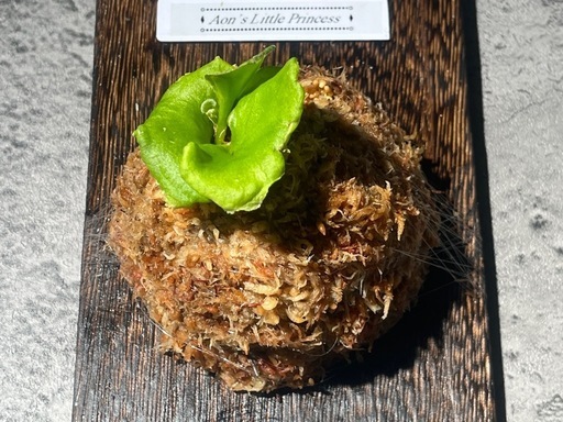 【観葉植物】✨珍しいく人気の品種✨ビカクシダリトルプリンセス板付けの写真5枚目