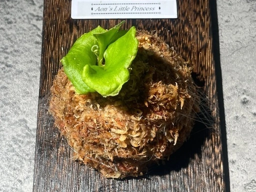 【観葉植物】✨珍しいく人気の品種✨ビカクシダリトルプリンセス板付けの写真5枚目