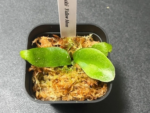 【観葉植物】ビカクシダウィリンキー イエロームーン胞子培養株幼苗🌱✨