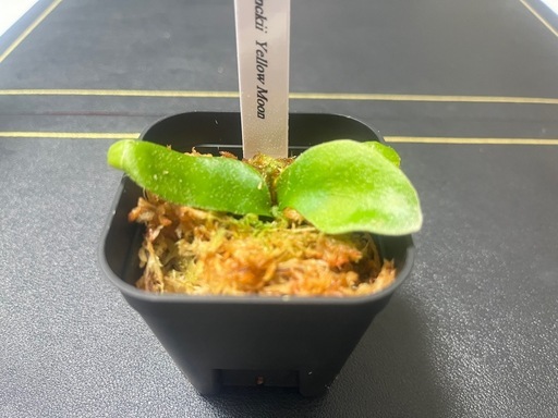 【観葉植物】ビカクシダウィリンキー イエロームーン胞子培養株幼苗🌱✨の写真2枚目