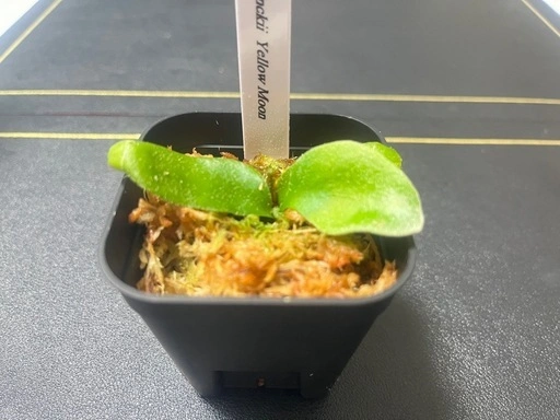 【観葉植物】ビカクシダウィリンキー イエロームーン胞子培養株幼苗🌱✨の写真2枚目