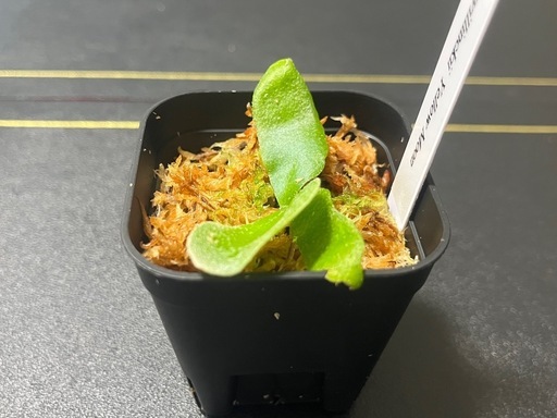 【観葉植物】ビカクシダウィリンキー イエロームーン胞子培養株幼苗🌱✨の写真3枚目