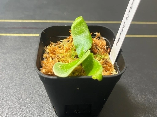 【観葉植物】ビカクシダウィリンキー イエロームーン胞子培養株幼苗🌱✨の写真3枚目