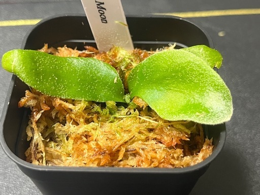 【観葉植物】ビカクシダウィリンキー イエロームーン胞子培養株幼苗🌱✨の写真4枚目