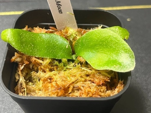 【観葉植物】ビカクシダウィリンキー イエロームーン胞子培養株幼苗🌱✨の写真4枚目