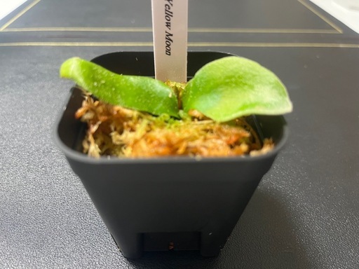 【観葉植物】ビカクシダウィリンキー イエロームーン胞子培養株幼苗🌱✨の写真5枚目