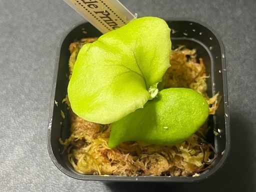 【観葉植物】✨希少価値✨ビカクシダリトルプリンセス胞子培養株幼苗🌱　2号ポット入り✨