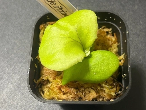 【観葉植物】✨希少価値✨ビカクシダリトルプリンセス胞子培養株幼苗🌱 2号ポット入り✨