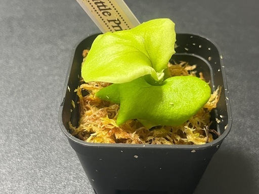 【観葉植物】✨希少価値✨ビカクシダリトルプリンセス胞子培養株幼苗🌱　2号ポット入り✨の写真2枚目