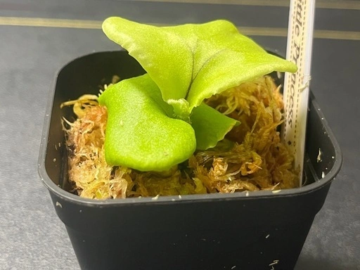 【観葉植物】✨希少価値✨ビカクシダリトルプリンセス胞子培養株幼苗🌱 2号ポット入り✨の写真3枚目