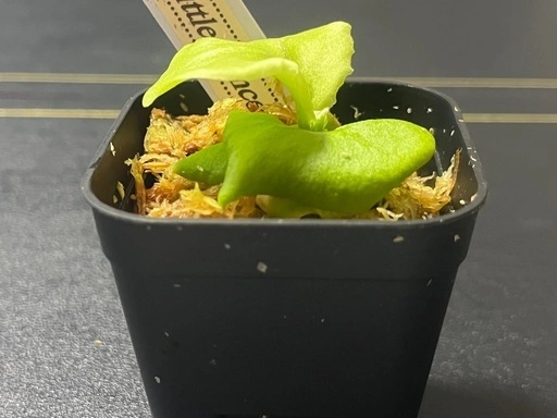 【観葉植物】✨希少価値✨ビカクシダリトルプリンセス胞子培養株幼苗🌱 2号ポット入り✨の写真4枚目
