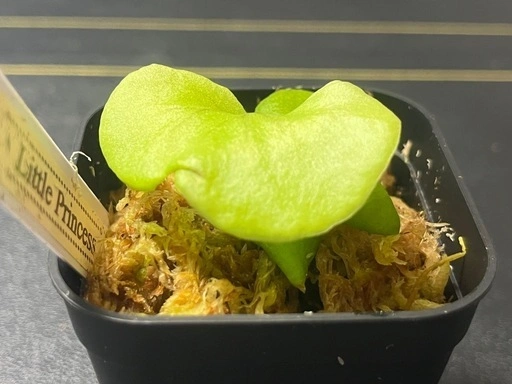 【観葉植物】✨希少価値✨ビカクシダリトルプリンセス胞子培養株幼苗🌱 2号ポット入り✨の写真5枚目