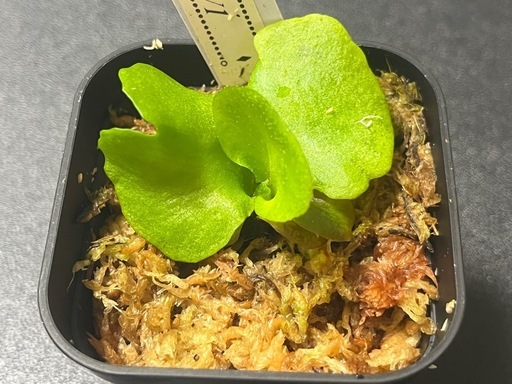 【観葉植物】ビカクシダリドレイ胞子培養株幼苗
