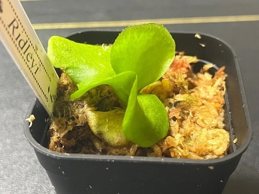 【観葉植物】ビカクシダリドレイ胞子培養株幼苗の写真2枚目
