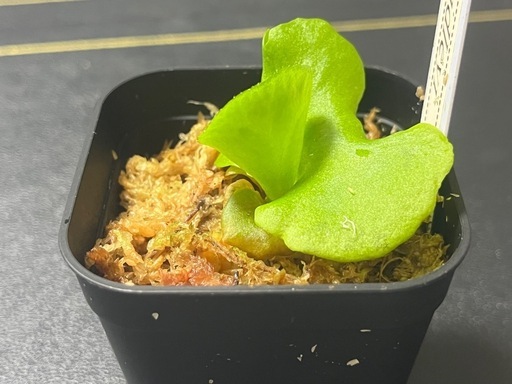 【観葉植物】ビカクシダリドレイ胞子培養株幼苗の写真3枚目