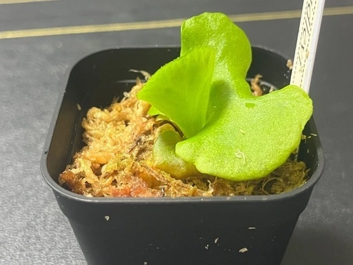 【観葉植物】ビカクシダリドレイ胞子培養株幼苗の写真3枚目