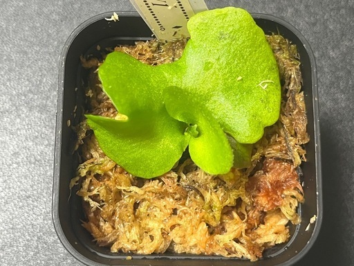 【観葉植物】ビカクシダリドレイ胞子培養株幼苗の写真4枚目