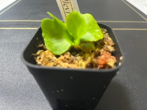 【観葉植物】ビカクシダリドレイ胞子培養株幼苗の写真5枚目