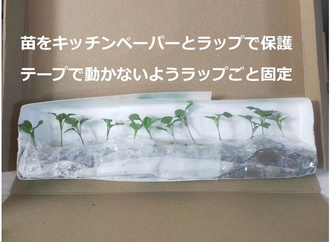 【無農薬苗】ブロッコリー 12苗 オクラ/なす/ミニトマト変更OKの写真9枚目