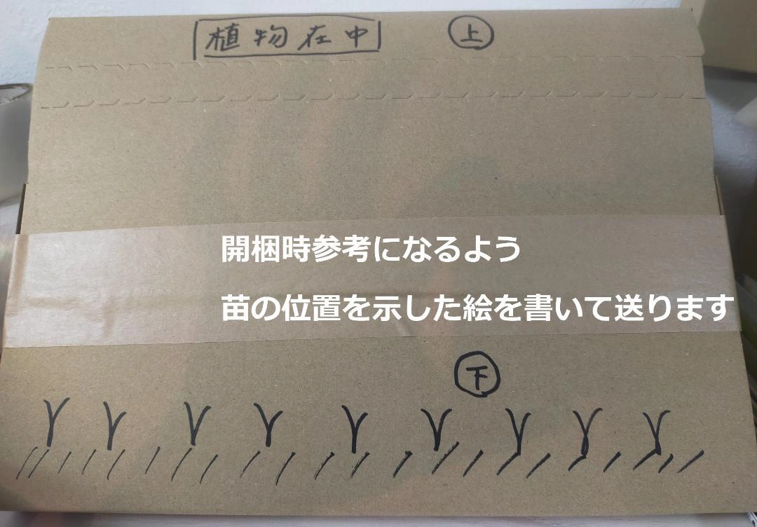 【無農薬苗】ブロッコリー 12苗 オクラ/なす/ミニトマト変更OKの写真10枚目
