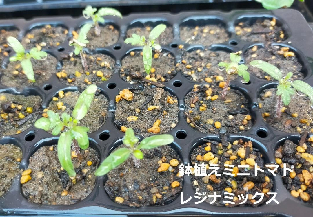 【無農薬苗】ブロッコリー 12苗 オクラ/なす/ミニトマト変更OKの写真3枚目
