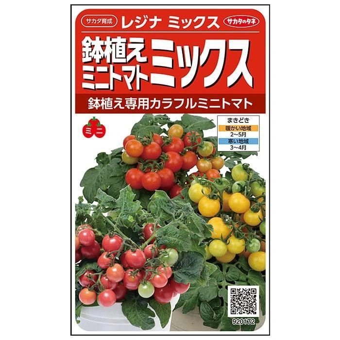【無農薬苗】ブロッコリー 12苗 オクラ/なす/ミニトマト変更OKの写真4枚目