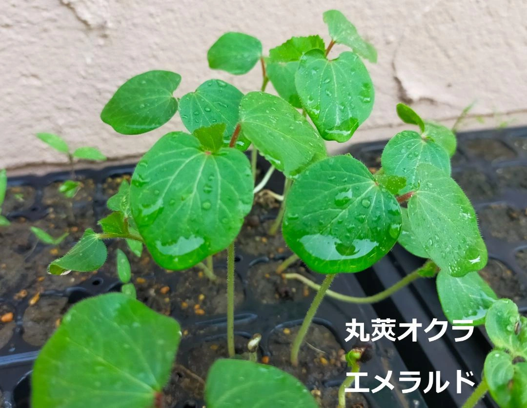 【無農薬苗】ブロッコリー 12苗 オクラ/なす/ミニトマト変更OKの写真5枚目