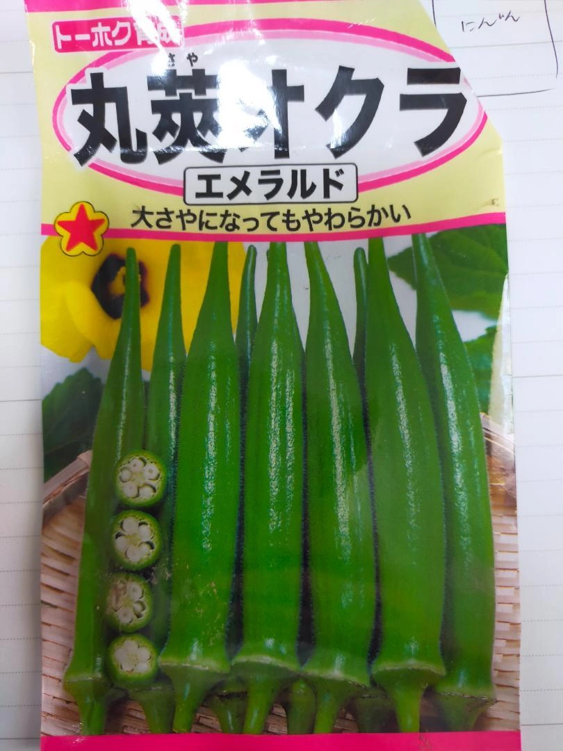 【無農薬苗】ブロッコリー 12苗 オクラ/なす/ミニトマト変更OKの写真6枚目