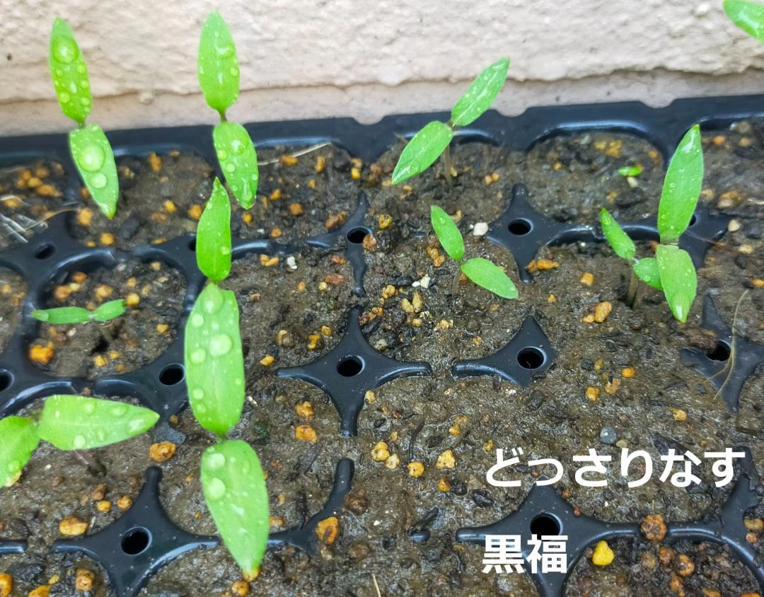 【無農薬苗】ブロッコリー 12苗 オクラ/なす/ミニトマト変更OKの写真7枚目