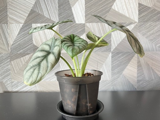 【観葉植物】アロカシアシルバードラゴン　鉢付き✨